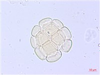 藏品(藤相思)的圖片