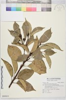 藏品(牛樟)的圖片