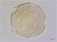 藏品(楓香、楓樹)的圖片