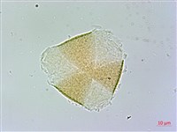 藏品(臺灣三角楓)的圖片