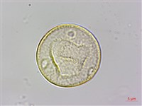 藏品(朴樹)的圖片