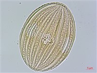 藏品(長穗馬藍)的圖片