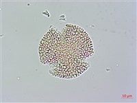 藏品(山素英)的圖片