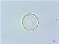 藏品(四脈麻)的圖片