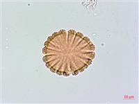 藏品(大安水蓑衣)的圖片