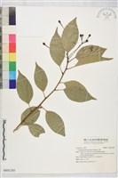 藏品(牛樟)的圖片