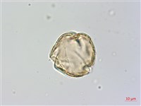 藏品(瓊崖海棠、胡桐)的圖片