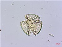 藏品(水茄苳、穗花棋盤腳樹)的圖片