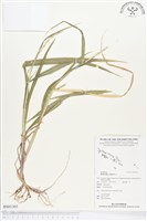 藏品(羅氏草)的圖片