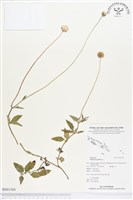 藏品(長柄菊)的圖片