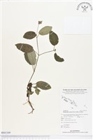 藏品(匍匐半插花)的圖片