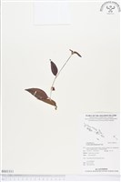 藏品(水竹草)的圖片