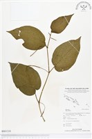 藏品(荖藤、荖葉)的圖片