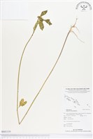 藏品(白苞猩猩草)的圖片