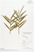 藏品()的圖片