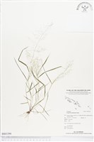 藏品(多桿畫眉草)的圖片