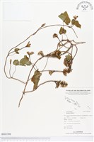 藏品(紅花野牽牛)的圖片