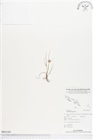 藏品(莎田草、扁穗莎草)的圖片