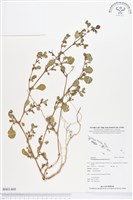 藏品(假海馬齒)的圖片