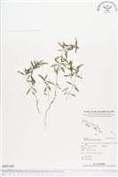 藏品(繖花龍吐珠)的圖片