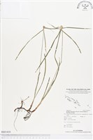 藏品(單穗水蜈蚣)的圖片