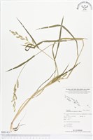 藏品(稗)的圖片