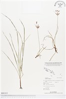 藏品(香附子)的圖片