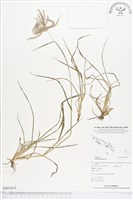 藏品(孟仁草)的圖片