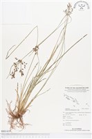 藏品(竹子飄拂草)的圖片