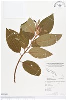 藏品(野牡丹)的圖片