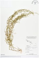 藏品(圓錐花遠志)的圖片