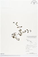 藏品(涼喉茶)的圖片