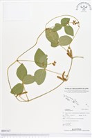 藏品(爪哇大豆)的圖片