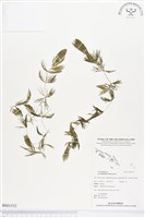 藏品(金魚藻、松藻)的圖片