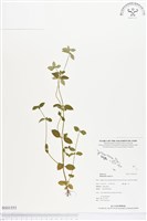 藏品(鴨舌黃、擬鴨舌黃)的圖片