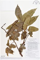 藏品(番龍眼)的圖片