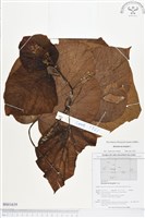 藏品(克蘭樹)的圖片