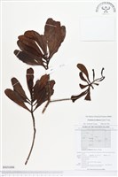 藏品(紅欖李)的圖片