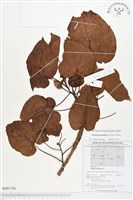 藏品(繖楊、截萼黃槿)的圖片