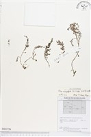 藏品(小葉冷水麻)的圖片