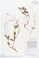 藏品(直立黃細心)的圖片