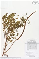 藏品(辣木)的圖片