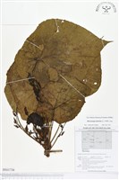 藏品(血桐)的圖片