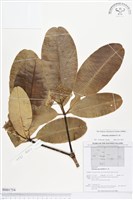 藏品(黑板樹)的圖片