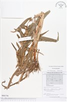 藏品(薏苡)的圖片