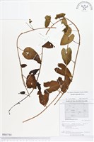 藏品(海牽牛)的圖片