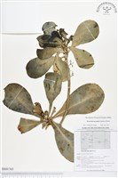 藏品(草海桐、水草)的圖片