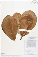 藏品(葛塔德木、欖仁舅)的圖片