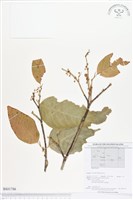 藏品()的圖片