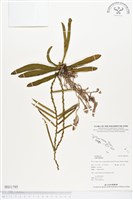 藏品()的圖片